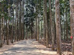 -中国科学院西双版纳热带植物园