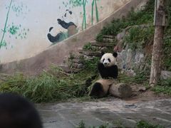 -中国大熊猫保护研究中心雅安碧峰峡基地