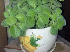 android_upload_pic-小恶魔甜品