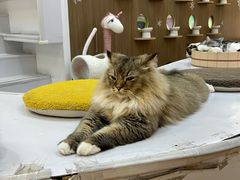 -COLOR PETS 撸猫馆·购猫·猫咖(长风大悦城店)