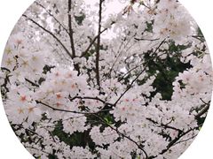 -武汉大学-樱园