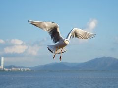 -深圳湾公园(南山区)
