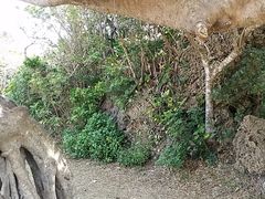-鹅銮鼻公园