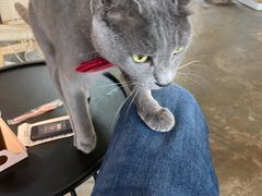 -喵屿·大理花园猫咖