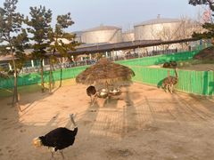 -西霞口神雕山野生动物世界