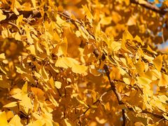 -国家会议中心大酒店