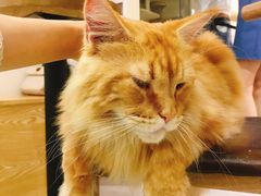 -Heymao猫咖.咖啡厅(东门店)