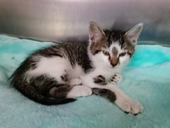 -艾贝尔宠物诊疗