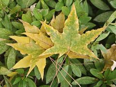 -杭州半山国家森林公园