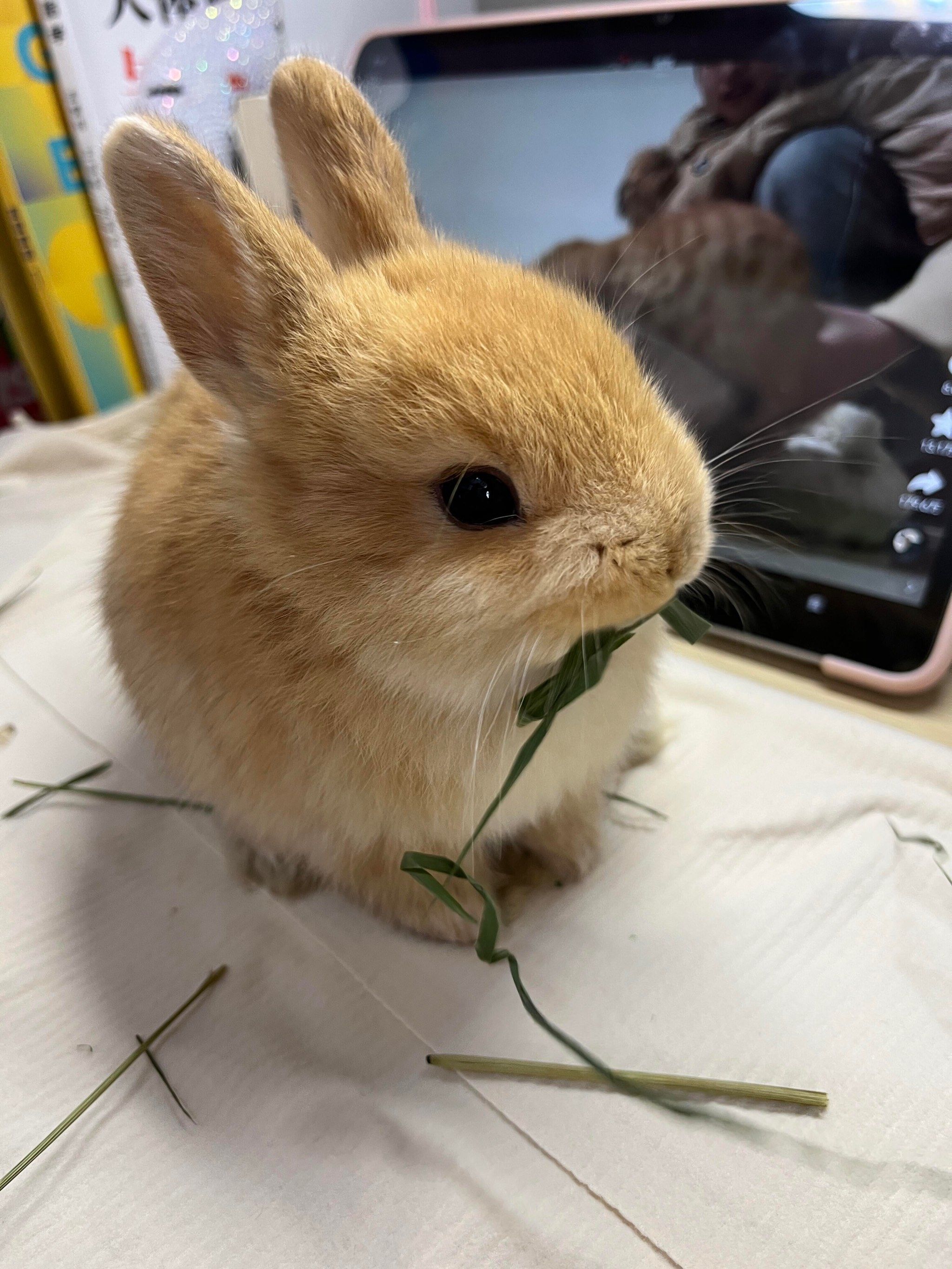 超级治愈的小兔兔,安安静静的
#0元玩转这座城#家有萌兔 #兔子#侏儒