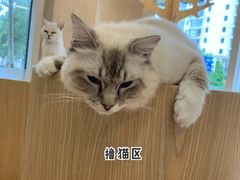 -鼎级派宠物(中南店)