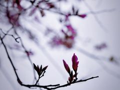 -长洲岛