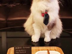 -猫大福·Fortune Cat猫舍(百子湾店)