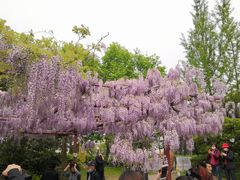 -嘉定紫藤园