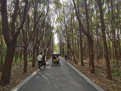 -同里国家湿地公园