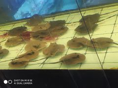 -中环花鸟鱼虫市场
