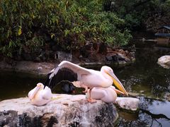 -昆明动物园
