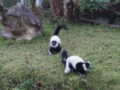 -清迈夜间动物园