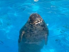 -海合安成都极地海洋公园
