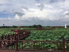 -荷塘月色湿地公园·向阳花洲