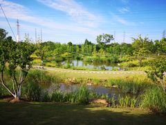 -上海长兴岛郊野公园