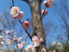 -新虹桥中心花园