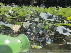 -团结湖公园