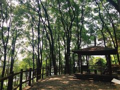 -铁山坪森林公园