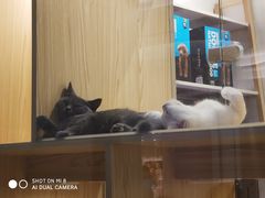 -屋虎猫馆(宝安大仟里店)