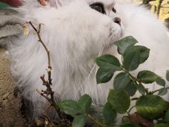 -喵屿·大理花园猫咖