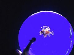 -江和美海洋公园