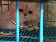 -思宇宠物医院