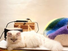 -翊宠yipet猫狗购宠庄园犬舍•猫舍