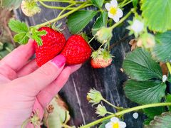 -喜杨洋草莓采摘园