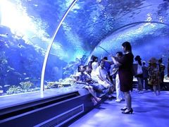 -渡海小渔村.老辈日照菜
