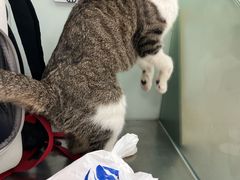 -瑞派·关忠动物医院·猫专科·犬专科(三环新城店)