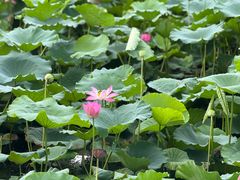 -楼外楼(西湖景区孤山路店)