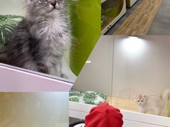 -青奢宠物·青奢猫舍