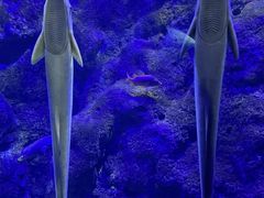 -江和美海洋公园