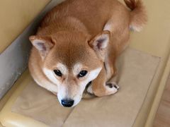 -柴の食堂·日式家庭料理·熊之肆(大学路店)