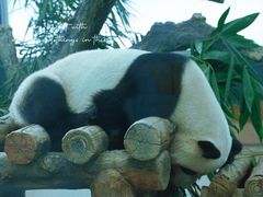 -广州动物园