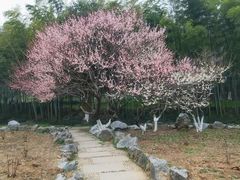 -南京古林公园