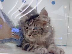 -1013 PET SHOP精品宠物商店(丁香店)