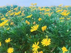 -西京湾花海