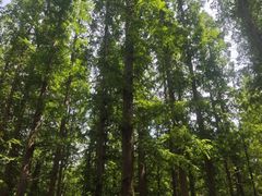 -日照海滨国家森林公园
