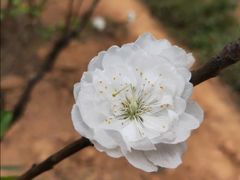 -南国桃园旅游度假区