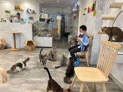 -楼上猫咖(罗湖店)