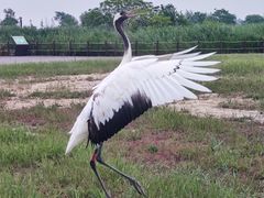 -盐城丹顶鹤湿地生态旅游区