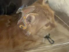 -瑞派·关忠动物医院·猫专科·犬专科(三环新城店)