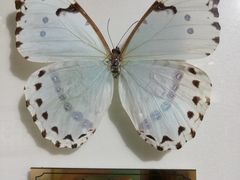 -上海昆虫博物馆